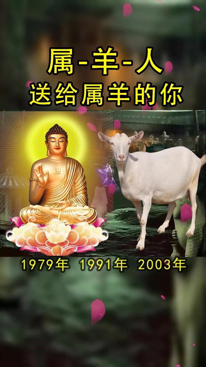 羊?qū)θ擞懈星閱?></p>
<p><strong>4.跺腳與攻擊性行為的關(guān)系</strong></p>
<p>跺腳是攻擊的前兆動作之一，但并非必然引發(fā)沖撞。觀察顯示：</p>
<p><strong>1.輕度沖突</strong>僅跺腳+瞪視，持續(xù)3-5秒后自行停止。</p>
<p><strong>2.中度沖突</strong>跺腳伴隨頭部晃動，可能發(fā)展為頂撞。</p>
<p><strong>3.重度沖突</strong>連續(xù)跺腳后加速沖刺，多發(fā)生于公羊爭奪配偶時。</p>
<p><strong>5.如何正確應對羊的跺腳</strong></p>
<p><strong>非對抗步驟</strong>緩慢后退、避免直視眼睛（羊視直視為挑釁），并用溫和語調(diào)安撫。</p>
<p><strong>環(huán)境調(diào)整</strong>檢查是否存在讓羊不適的因素（如尖銳物、陌生氣味）。</p>
<p><strong>行為矯正</strong>對習慣性跺腳的羊，可通過分散注意力（如放置舔鹽塊）減少頻率。</p>
<p><strong>羊為什么喜歡頂人？</strong></p>
<p><strong>1.頂撞行為的自然演化根源</strong></p>
<p>野生羊群中頂撞是雄性確立等級的主要方式。家養(yǎng)羊雖脫離野生競爭，但遺傳了通過力量展示獲取資源的本能。公羊在發(fā)的情期頂撞頻率增加300%，以證明自身優(yōu)勢。</p>
<p><strong>2.人類干預導致的異常行為</strong></p>
<p><strong>母嬰分離過早</strong>未經(jīng)歷完整社會化的幼羊，易將人類視為“同類”進行嬉戲性頂撞。</p>
<p><strong>錯誤強化</strong>某些養(yǎng)殖戶誤將頂撞視為“活潑健康”的表現(xiàn)而給予獎勵，導致行為固化。</p>
<p><strong>3.頂撞的預防與管理方法</strong></p>
<p><strong>穿戴防護</strong>與易頂撞羊接觸時使用加厚護腿裝備。</p>
<p><strong>群體結(jié)構(gòu)調(diào)整</strong>增加母羊比例可降低公羊攻擊性（理想公母比為1：15）。</p>
<p><strong>器械輔助</strong>安裝防頂撞頸夾，限制其頭部活動范圍。</p>
<p><strong>羊的肢體語言解讀指南</strong></p>
<p><strong>1.頭部動作的情緒密碼</strong></p>
<p><strong>低頭嗅地</strong>尋找環(huán)境或?qū)ふ沂澄?，通常伴隨緩慢移動。</p>
<p><strong>昂首凝視</strong>警惕狀態(tài)，可能隨時發(fā)起防御或逃跑。</p>
<p><strong>側(cè)頭摩擦</strong>瘙癢或標記氣味（腺體位于頭部兩側(cè)）。</p>
<p><strong>2.尾巴擺動的隱藏信息</strong></p>
<p><strong>擺動模式</strong>|<strong>潛在含義</strong></p>
<p>快速左右掃動| 煩躁或驅(qū)趕蚊蟲</p>
<p>豎直翹起| 愉悅（常見于喂食時）</p>
<p>緊貼臀部| 恐懼或低溫環(huán)境下的保溫行為</p>
<p><strong>3.聲音-動作組合解讀</strong></p>
<p><strong>短促“咩”+跺腳</strong>明確警告，可能升級為攻擊。</p>
<p><strong>長音“咩”+轉(zhuǎn)圈</strong>尋求關(guān)注或表達饑餓。</p>
<p><strong>無聲+耳朵后貼</strong>極度恐懼前的沉默狀態(tài)。</p>
<p>理解羊的情感與行為，不僅是優(yōu)化養(yǎng)殖管理的技術(shù)需求，更是重新審視生命智慧的哲學課題。未來研究可詳細尋找羊的跨物種共情能力，或開發(fā)基于的行為識別為你，實時了解農(nóng)場中羊群的集體情緒波動。對于普通人與羊的互動，或許只需記?。寒斠恢谎?qū)δ愣迥_時它不是在無理取鬧，而是在用千萬年進化的語言訴說心聲。</p>
</div>
            <div   id=