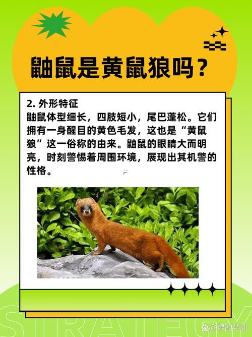 做夢(mèng)夢(mèng)到黃鼠狼
