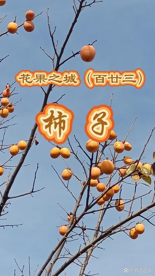 夢(mèng)到摘柿子
