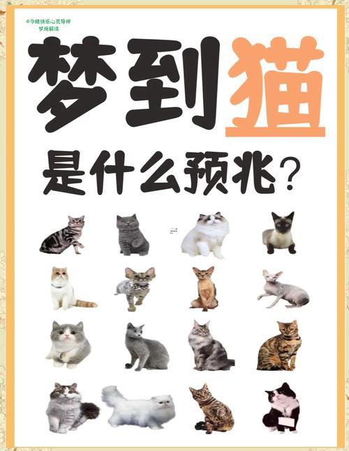 夢見養(yǎng)了一只貓