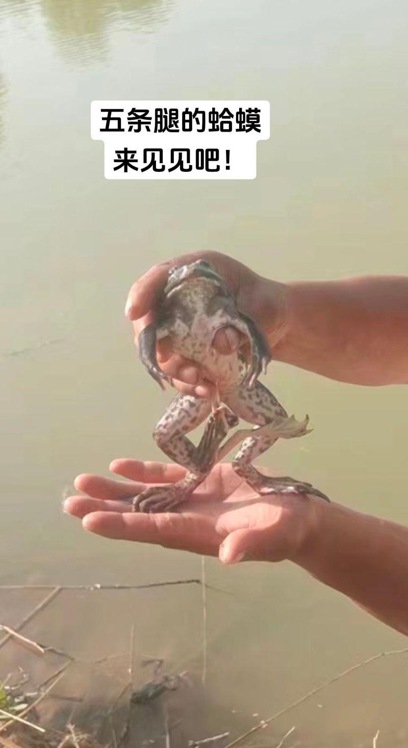 做夢夢見青蛙