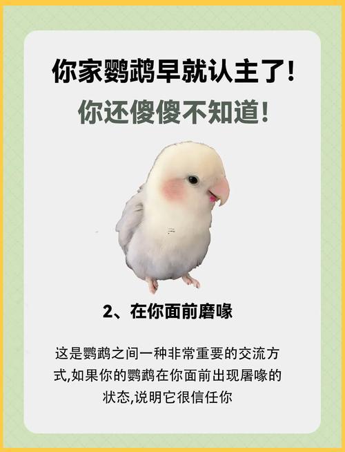 夢(mèng)到鸚鵡