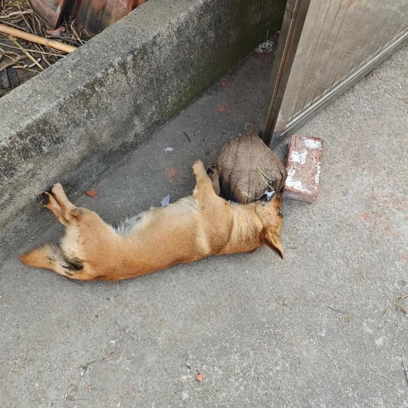 夢見狗死了