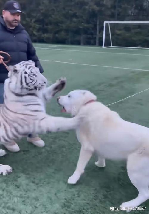 老虎合狗