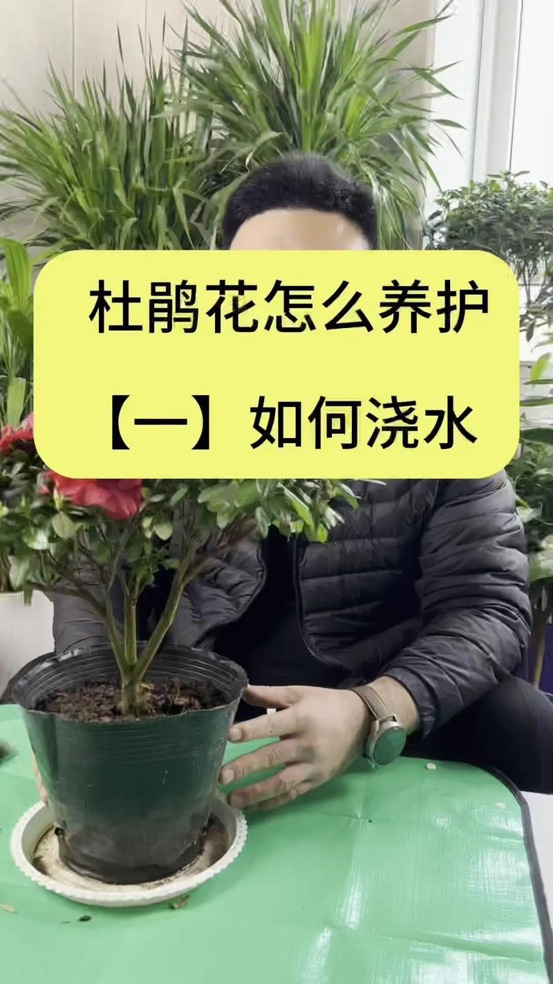養(yǎng)杜鵑花不吉利