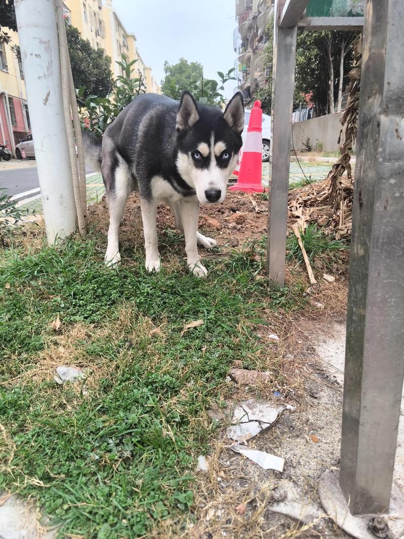 夢見狗狗
