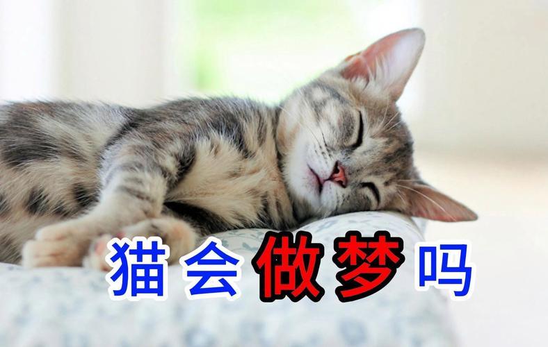 夢到養(yǎng)貓