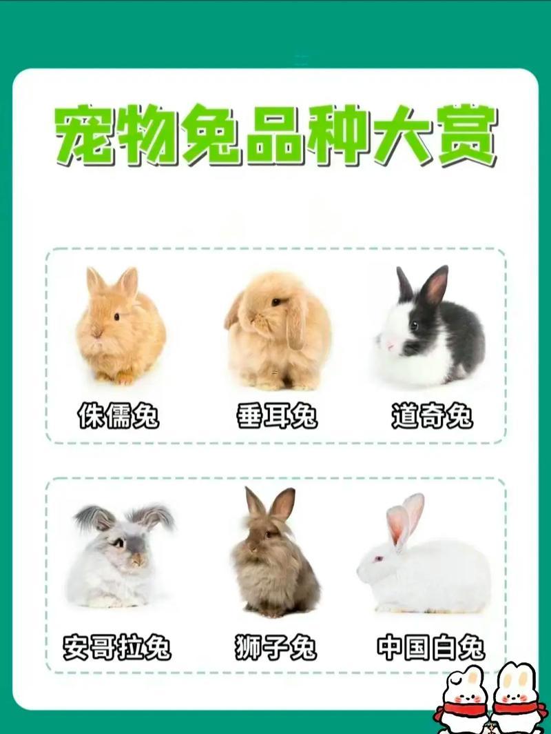 兔的名字