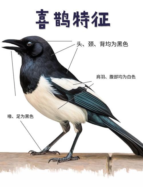 夢見喜鵲飛進家里
