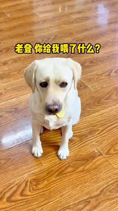 狗的鼻子