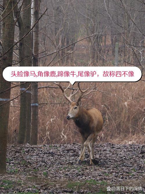 四不像圖