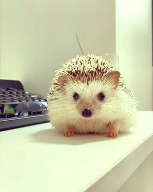 夢見刺猬