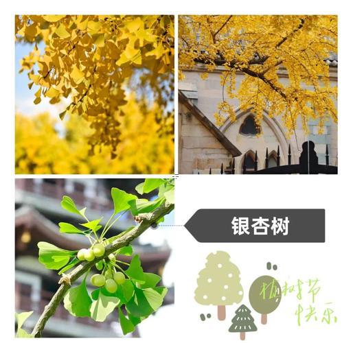 十月十一月適合種樹嘛