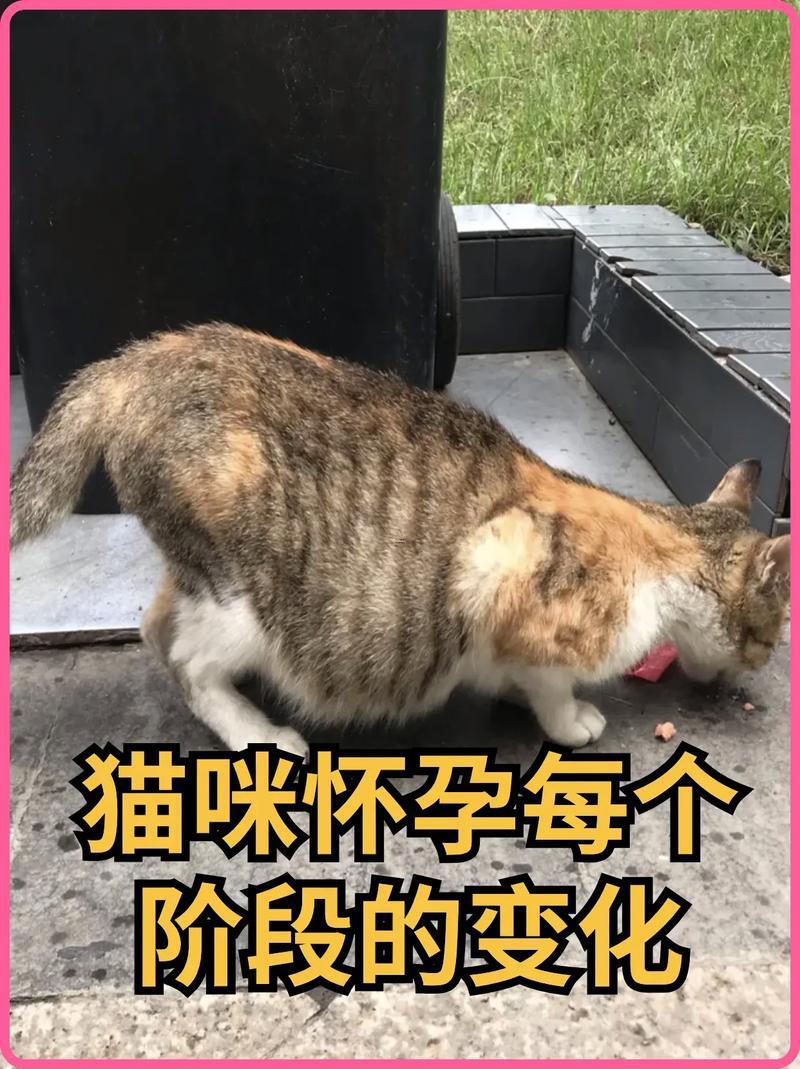 孕婦夢(mèng)見貓