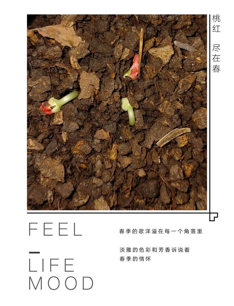 夢(mèng)見種子發(fā)芽