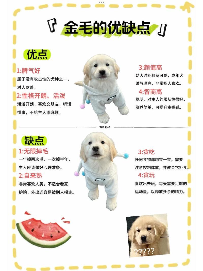 金毛狗名字