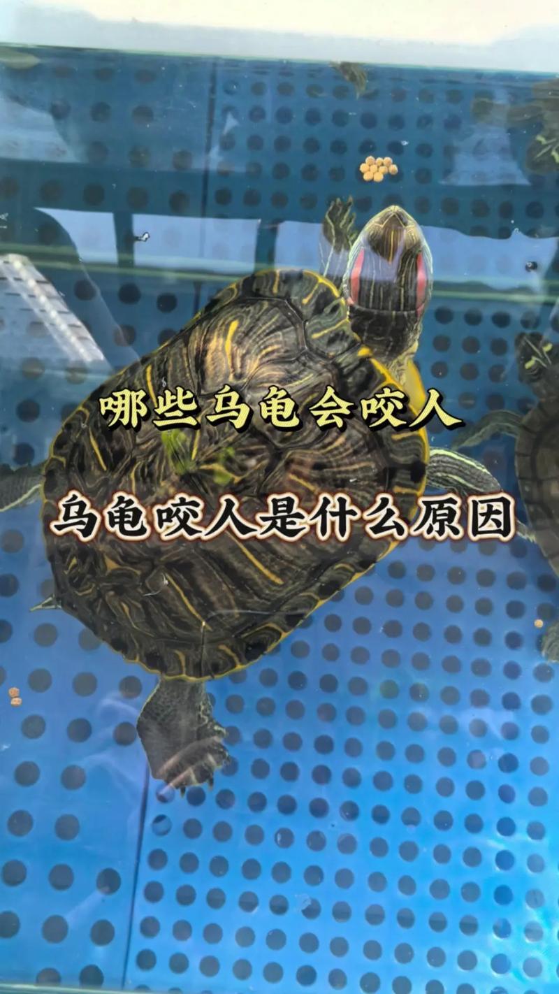 夢見王八