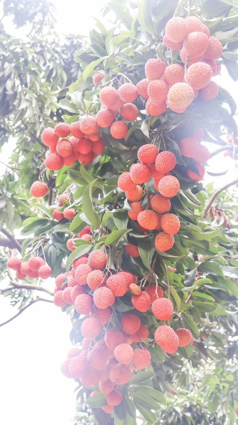 夢見荔枝
