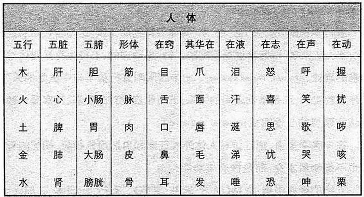 人體五行