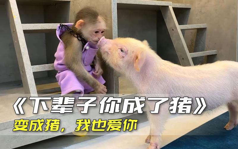 猴子與豬相配嗎