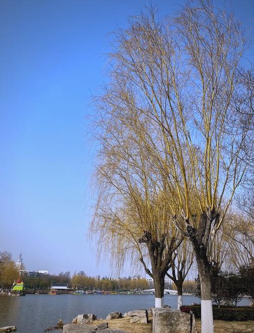 夢(mèng)見(jiàn)柳樹(shù)