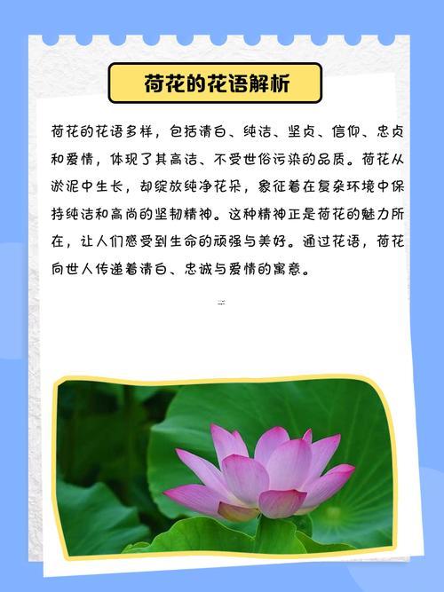 蓮的寓意