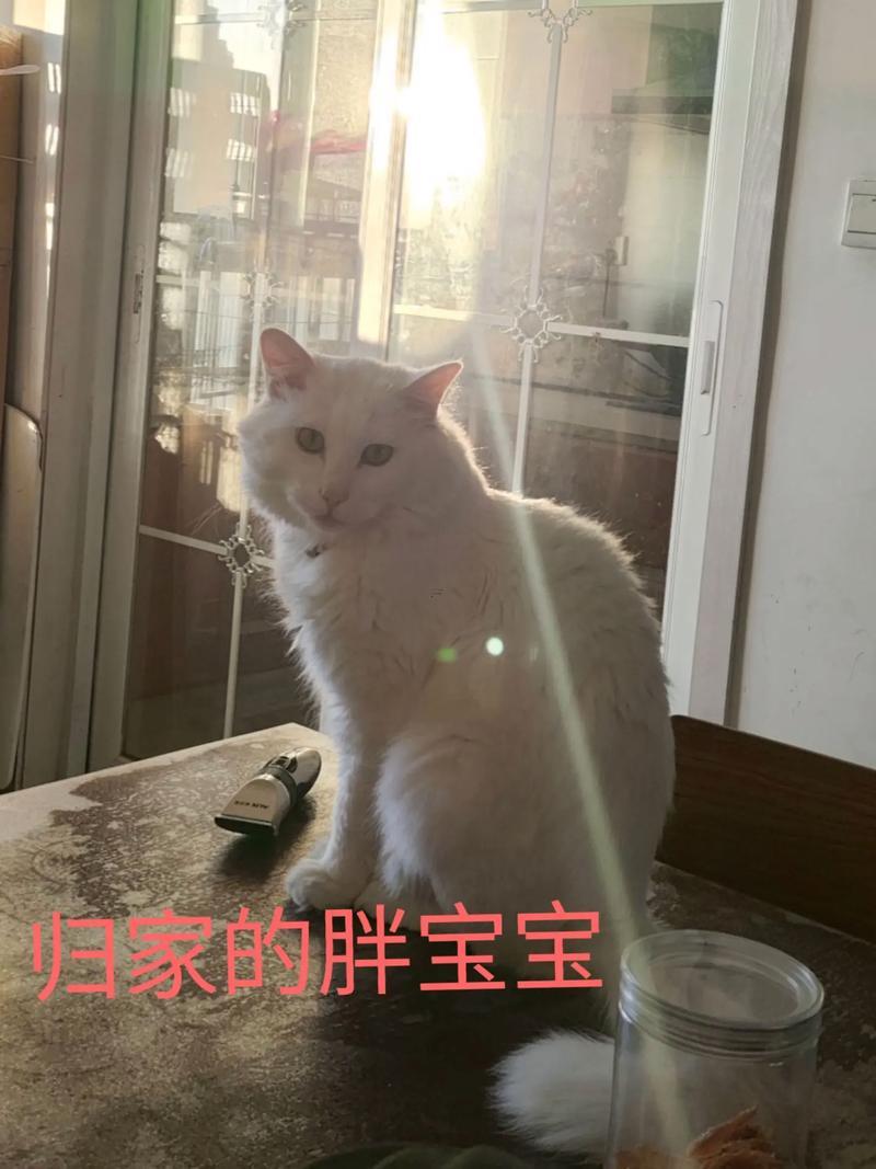 夢(mèng)到小狗