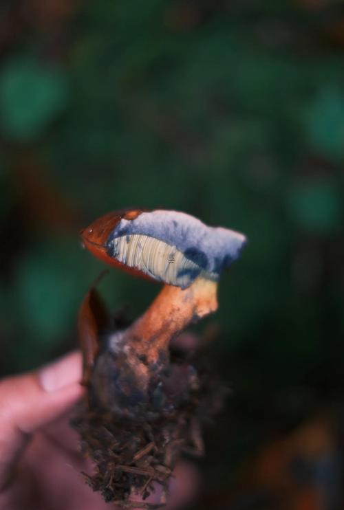 夢見撿蘑菇