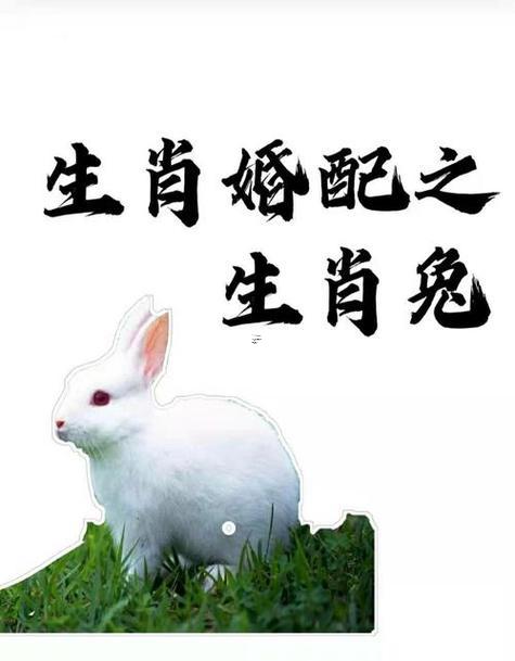 屬兔女還有什么屬相最配