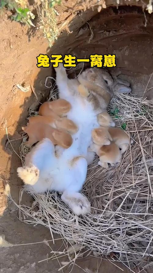 夢見兔子