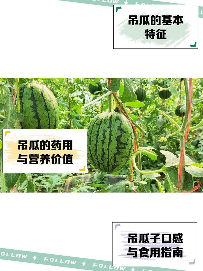 瓜什么東西意思