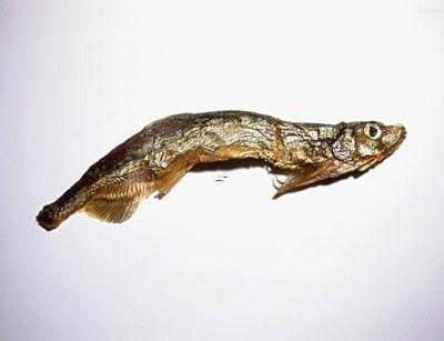 夢見死魚