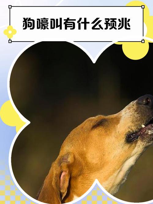 狗來家里有啥東西預(yù)兆