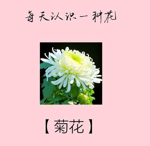夢(mèng)見(jiàn)菊花