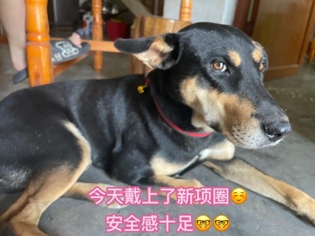 夢見別人殺狗