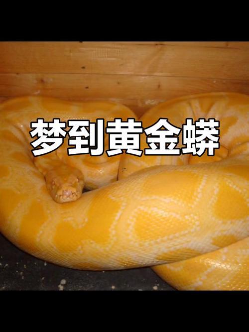夢見蟒蛇纏身