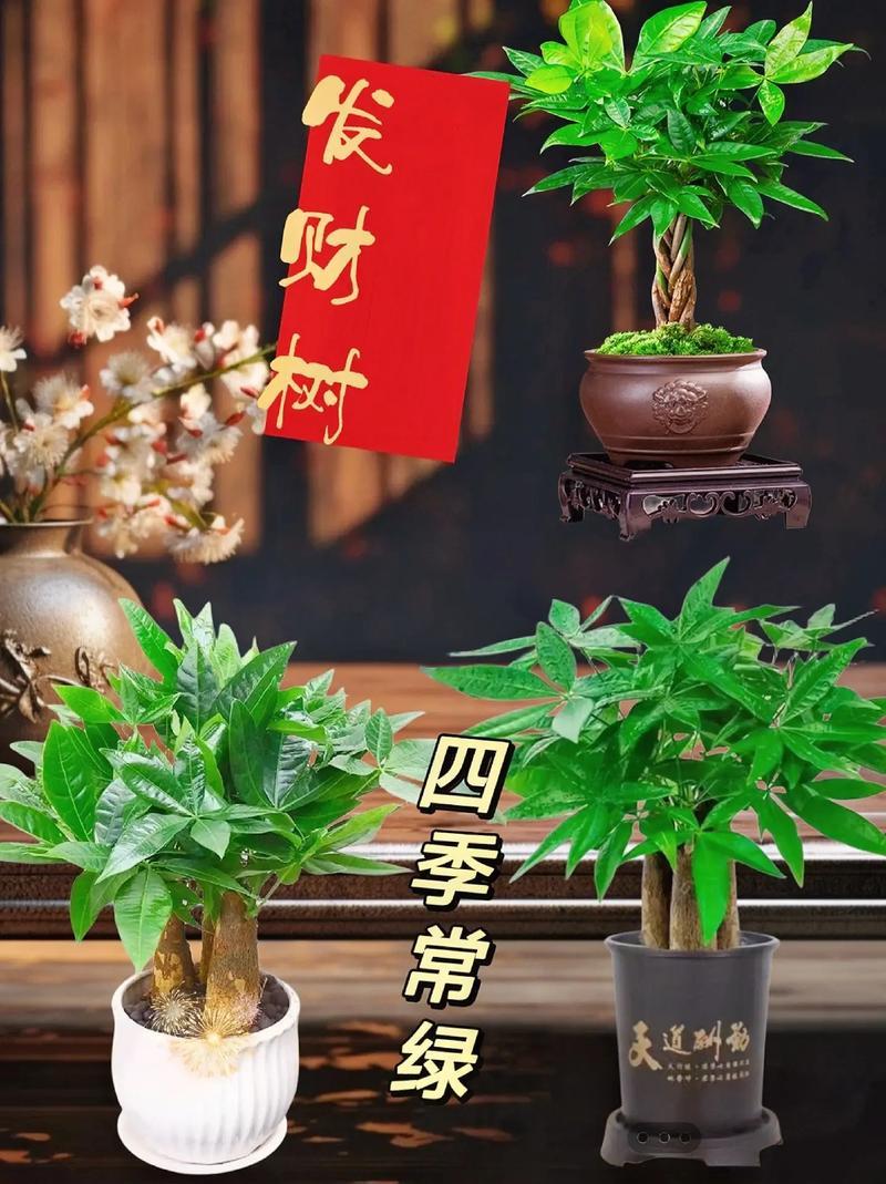 綠色招財(cái)樹的寓意
