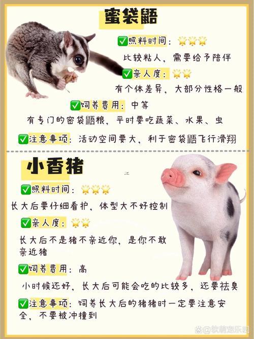 豬是哪年出生的