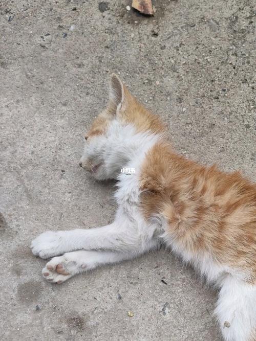 懷孕夢到貓死了