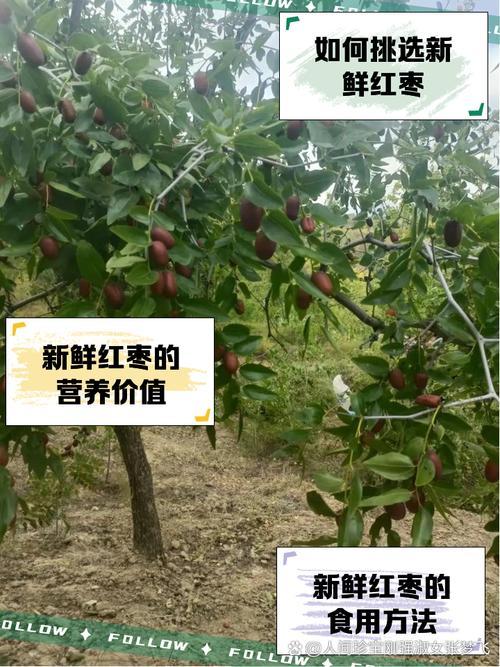夢見紅棗