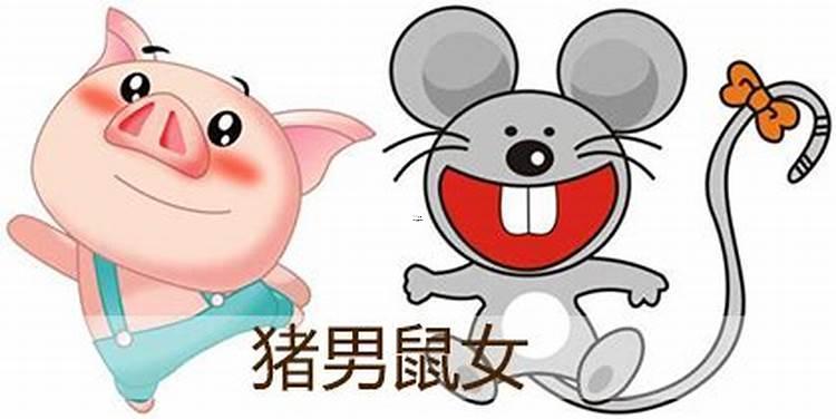 豬跟著鼠合不合