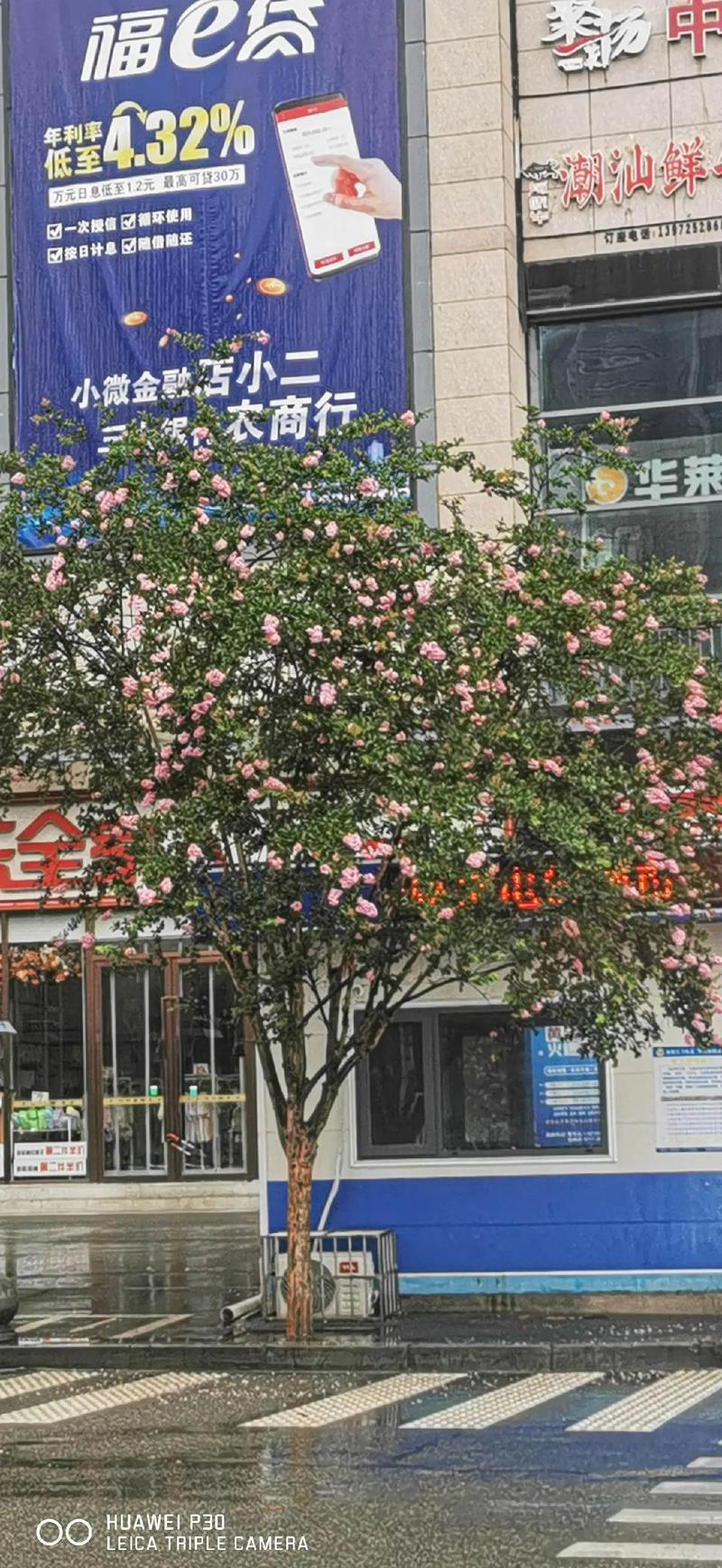 夢見大樹