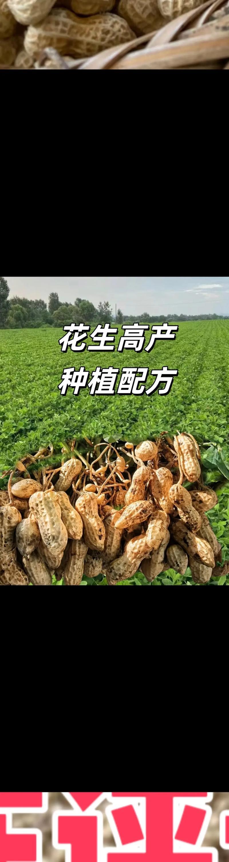 夢見種花生