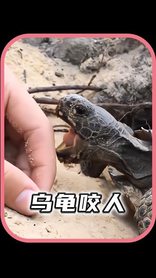夢(mèng)見烏龜咬我