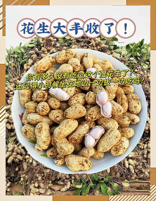 夢(mèng)見花生米