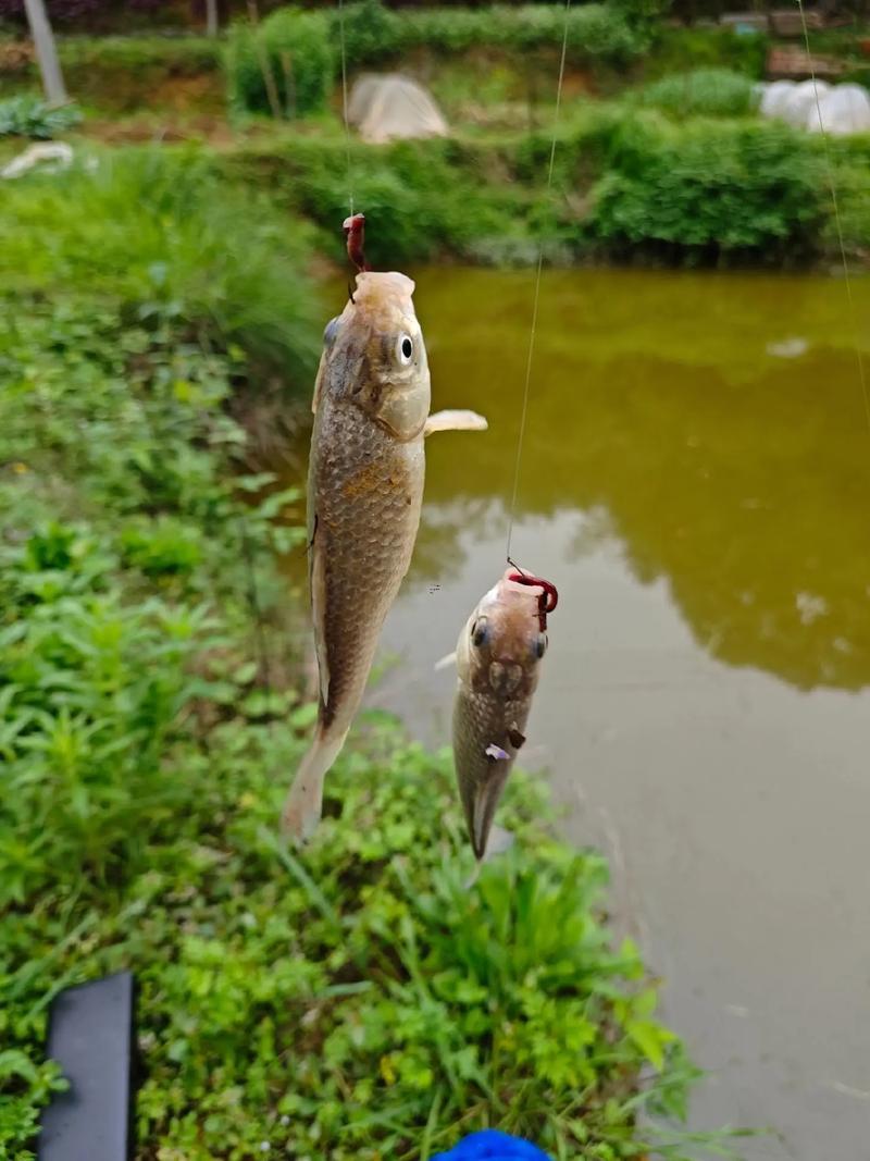 夢見別人釣到大魚