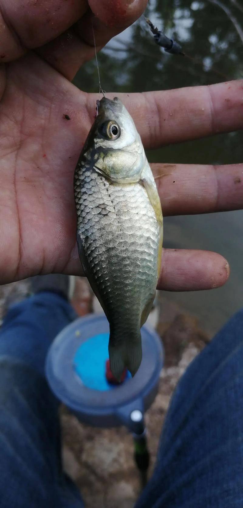 夢見鯽魚