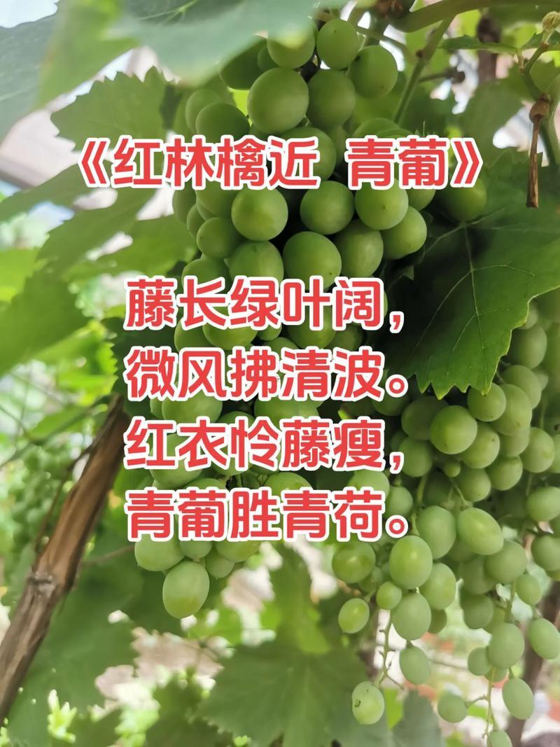 夢見青葡萄