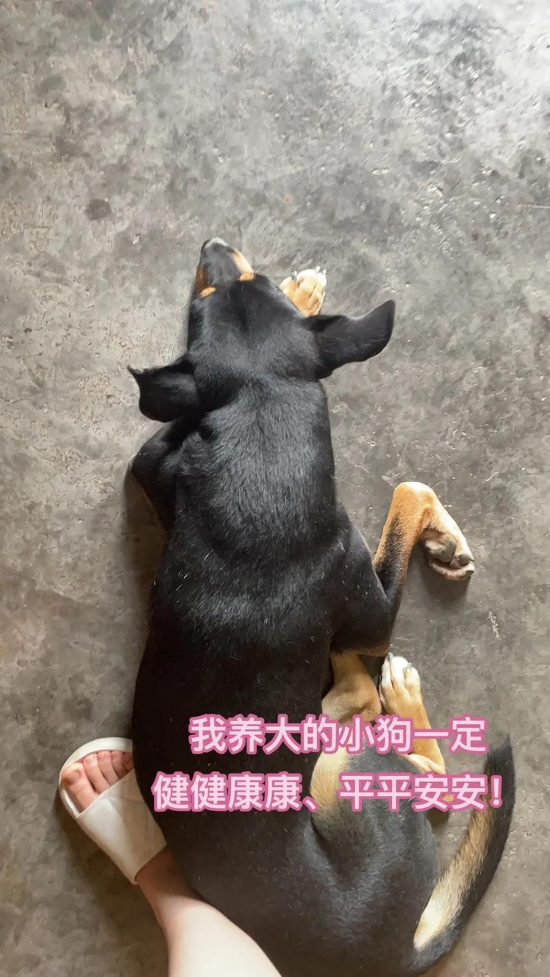 夢(mèng)見狗追