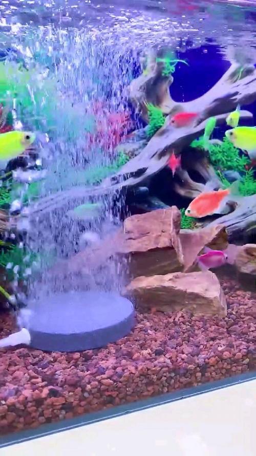 辦公室魚缸
